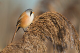 Image. Bearded Reedling