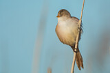 Image. Bearded Reedling