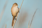 Image. Bearded Reedling