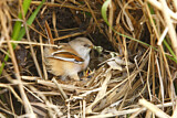 Image. Bearded Reedling