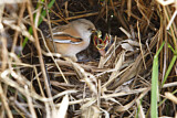 Image. Bearded Reedling