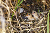 Image. Bearded Reedling