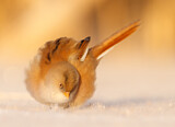 Image. Bearded Reedling