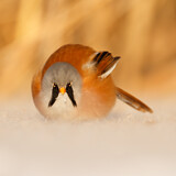 Image. Bearded Reedling