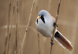 Image. Bearded Reedling