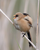 Image. Bearded Reedling
