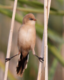 Image. Bearded Reedling