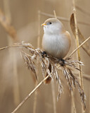 Image. Bearded Reedling
