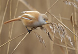 Image. Bearded Reedling