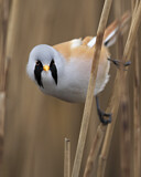 Image. Bearded Reedling