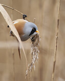 Image. Bearded Reedling