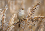 Image. Bearded Reedling