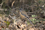 Image. Bearded Scrub Robin