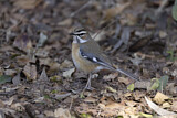 Image. Bearded Scrub Robin