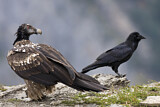 Image. Bearded Vulture & Northern Raven