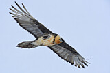 Image. Bearded Vulture