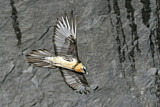 Image. Bearded Vulture