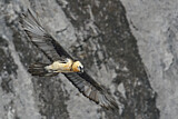 Image. Bearded Vulture