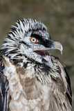 Image. Bearded Vulture