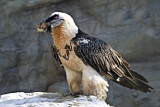 Image. Bearded Vulture