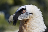 Image. Bearded Vulture