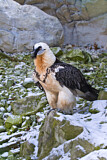 Image. Bearded Vulture