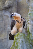 Image. Bearded Vulture