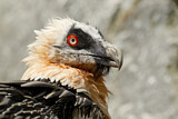 Image. Bearded Vulture