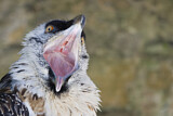Image. Bearded Vulture