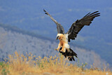 Image. Bearded Vulture