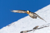 Image. Bearded Vulture