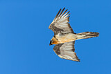 Image. Bearded Vulture