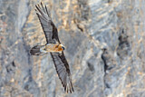 Image. Bearded Vulture