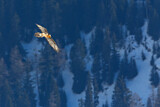 Image. Bearded Vulture