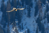 Image. Bearded Vulture