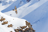 Image. Bearded Vulture