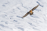Image. Bearded Vulture