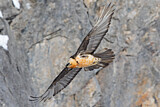 Image. Bearded Vulture
