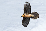 Image. Bearded Vulture