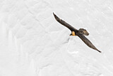 Image. Bearded Vulture