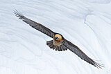 Image. Bearded Vulture