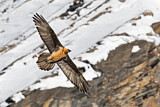 Image. Bearded Vulture