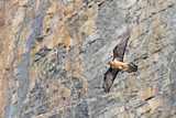 Image. Bearded Vulture