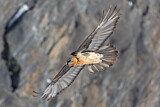 Image. Bearded Vulture