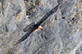 Image. Bearded Vulture