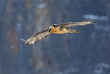 Image. Bearded Vulture