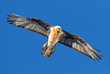 Image. Bearded Vulture