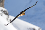 Image. Bearded Vulture