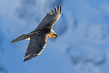 Image. Bearded Vulture