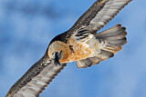 Image. Bearded Vulture